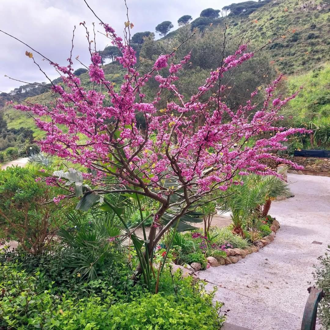 Villetta Blu Rio dellʼElba المظهر الخارجي الصورة
